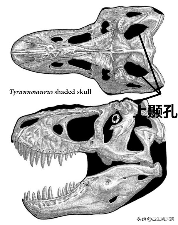 霸王龙最新研究报告,2024年霸王龙最新消息