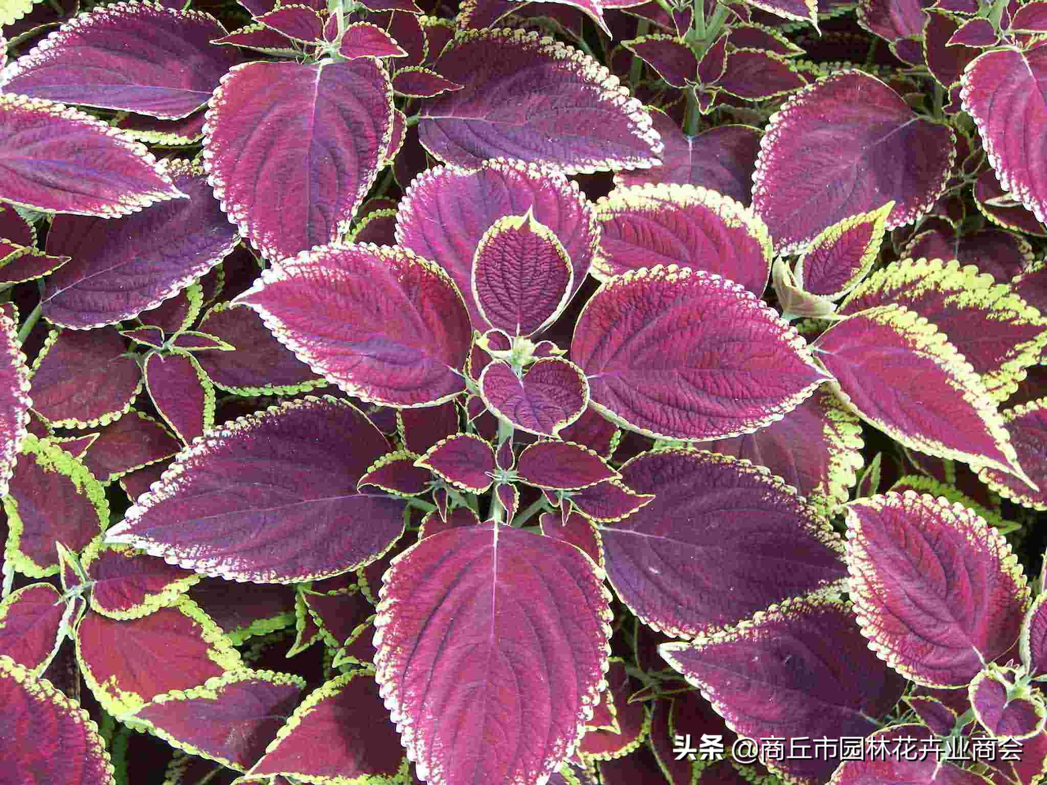 香草植物哪个最好闻,香草味道大的植物