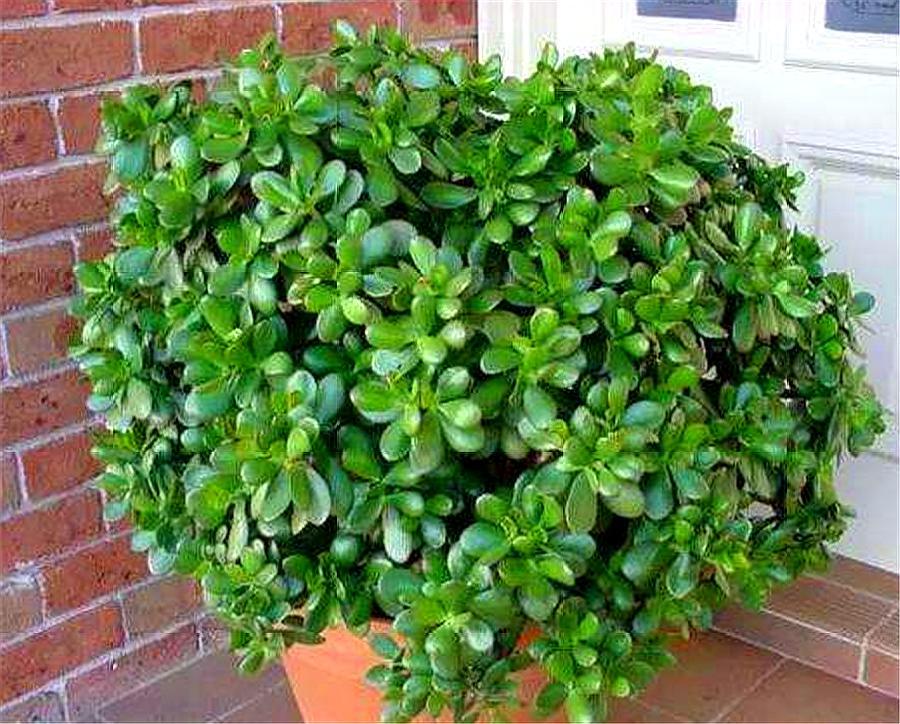 新移栽的玉树叶片打蔫怎么办,玉树叶片发蔫是怎么回事