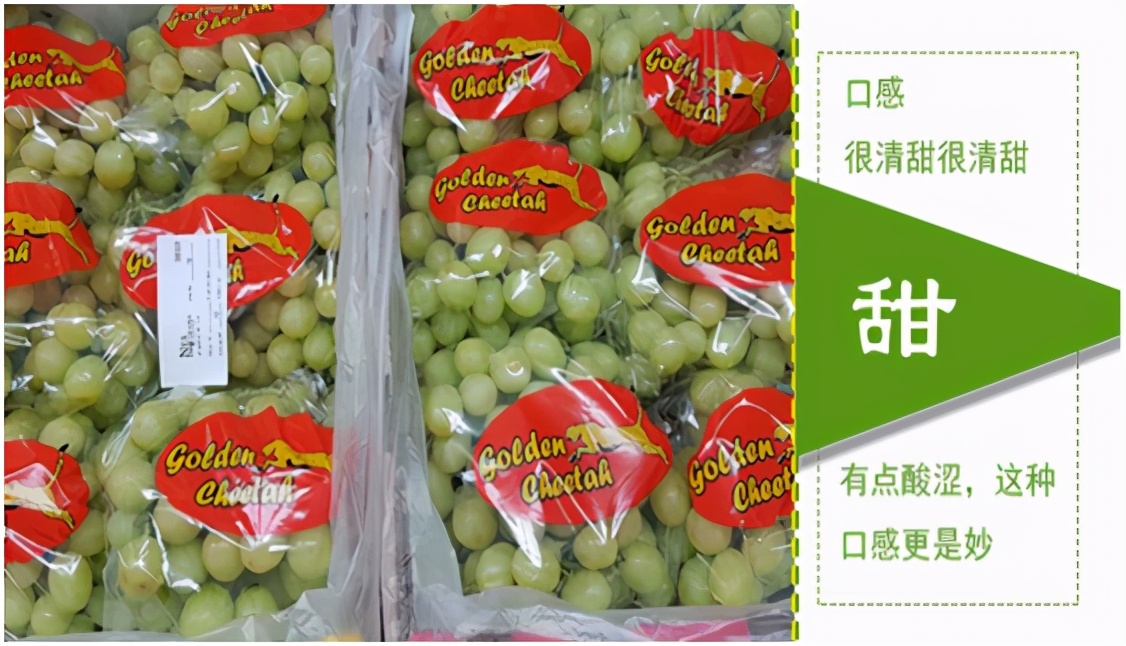 进口提子哪些品种 (进口提子品种及图解)