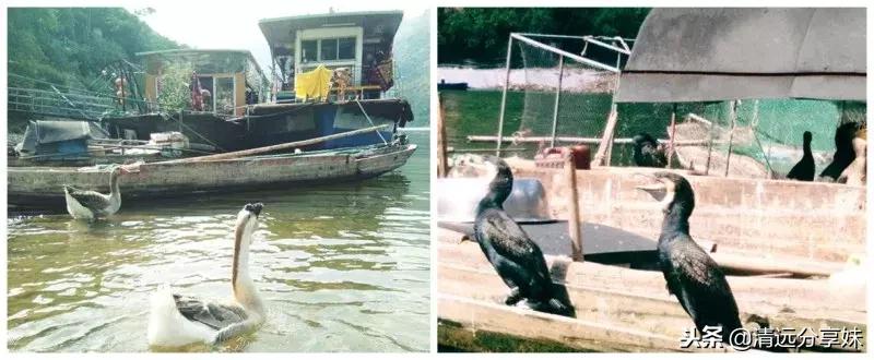 文艺和文艺的碰撞,清远白庙渔村风情