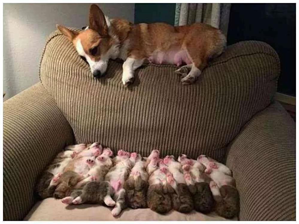 狗狗一胎生了六只小狗要干嘛,狗狗生27胞胎