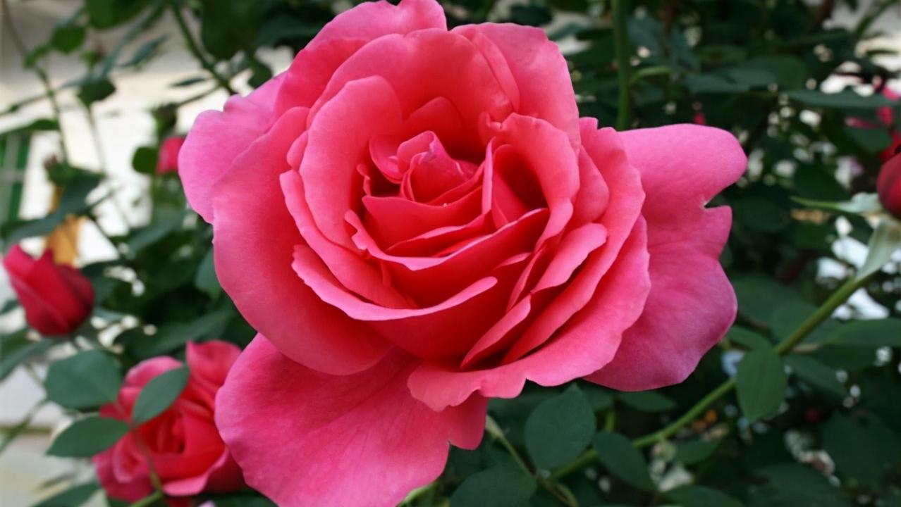 和喜欢的人聊天技巧对话大全,怎么和喜欢的人聊天增进感情