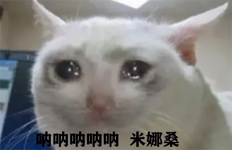 流泪猫猫头,流泪猫猫头抱小熊