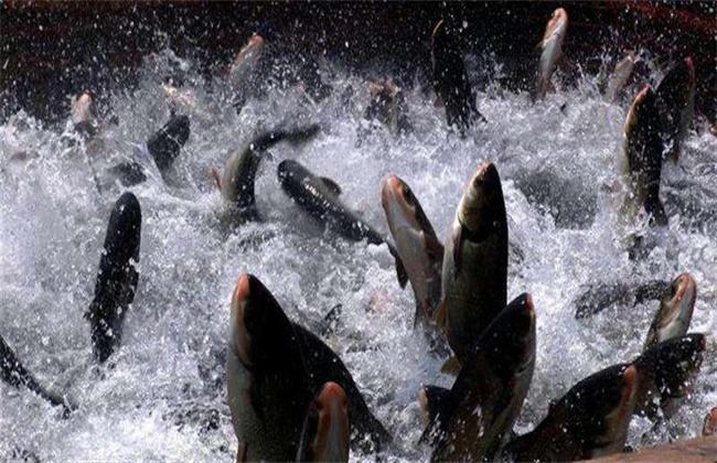 为什么池塘里的鱼不需要打氧,鱼塘养什么鱼不用打氧气