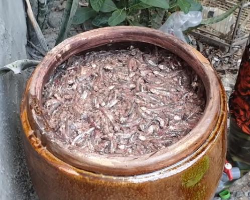 老人家将小杂鱼丢进缸里，不杀不洗，2个月让大家都吃“嗨”了