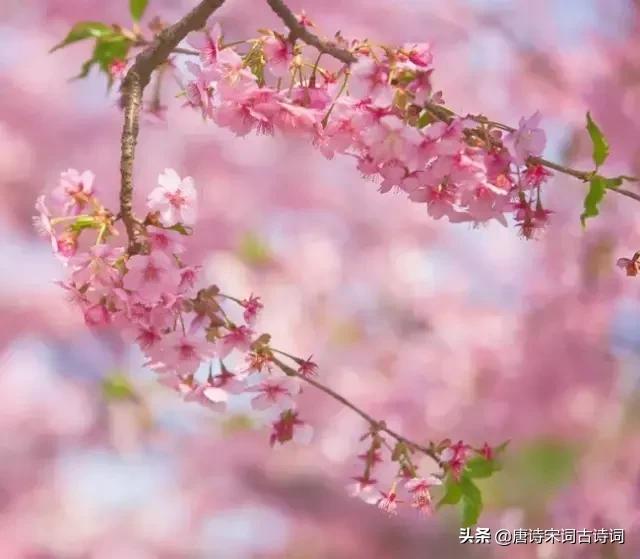 古诗词拨动了我的心弦,拨动我心弦古诗词