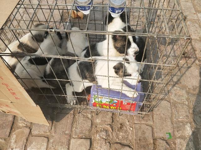 小伙去狗场抓德牧,开封狗市抓狗