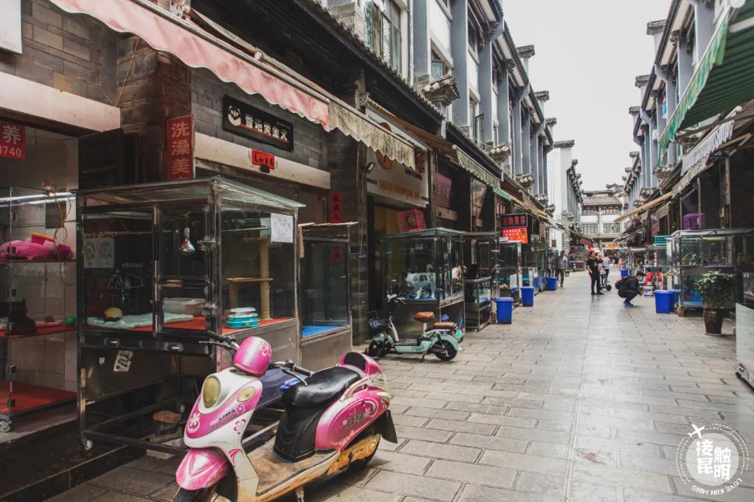 逛花卉市场赏心悦目,逛花鸟市场的快乐