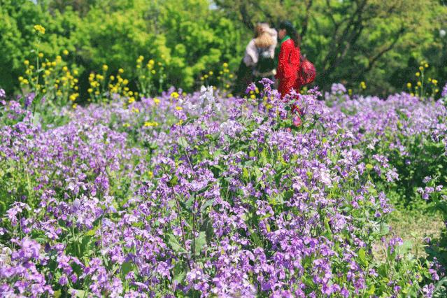 北京人少景美赏秋的公园,北京赏秋中山公园