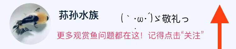 金鱼栽头方法图解,金鱼吊兰花怎么栽活