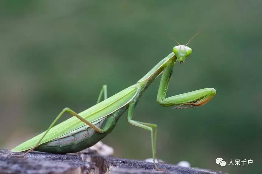 人工养殖的天敌昆虫,昆虫天敌大全