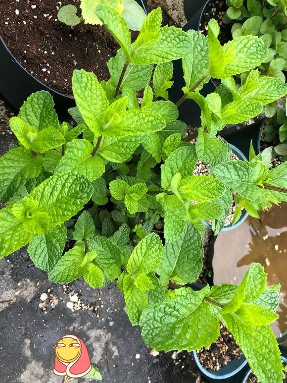 薄荷在家中养哪个品种比较好,薄荷什么品种适合养在家里