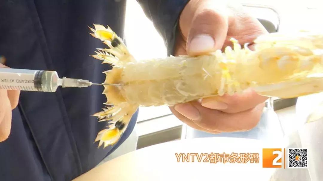 活皮皮虾用盐水泡着会死吗,皮皮虾泡水里几分钟就死了