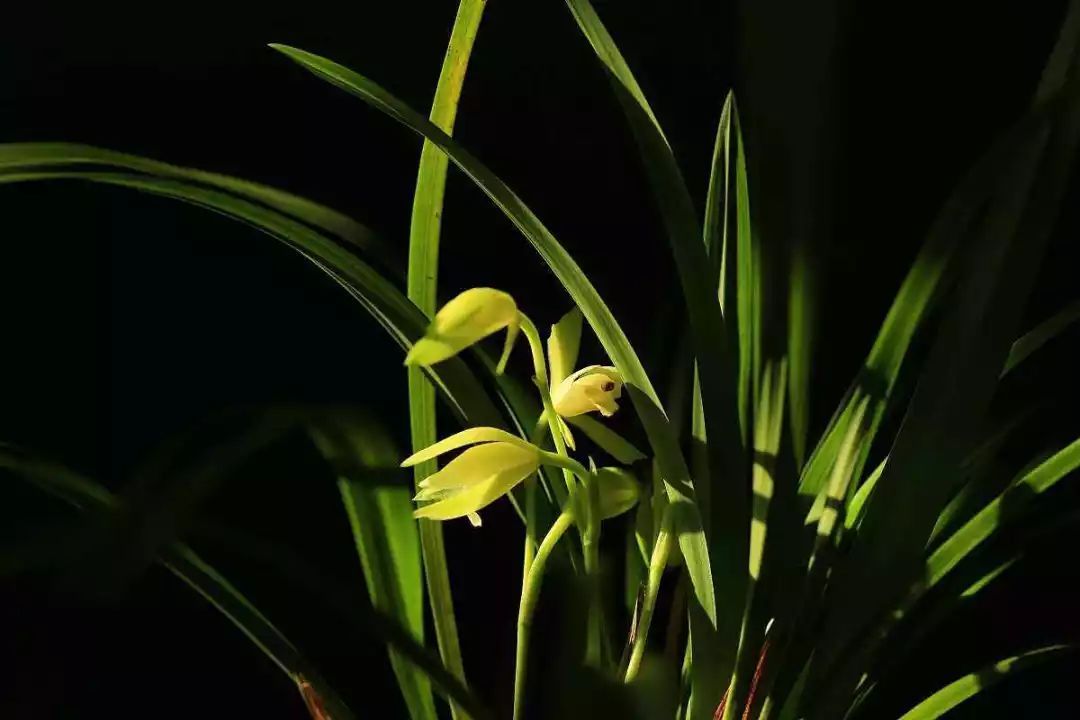 Chengduwow|借束光，请你免费去四川“小京都”泡私汤