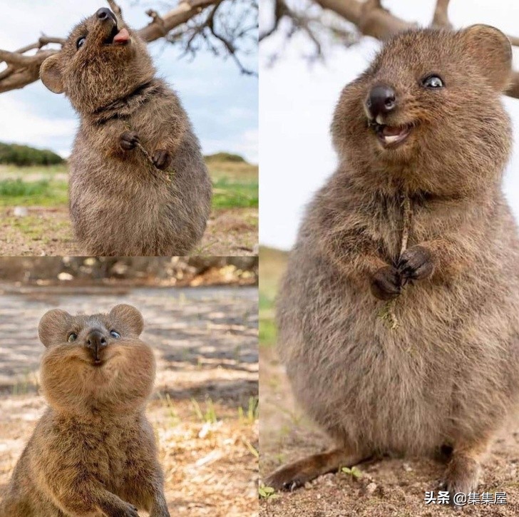 学习动物的基本知识,关于动物的20个问题