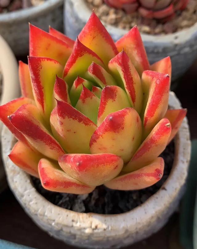 多肉是如何上色的,多肉怎么上色快又好看的绝招