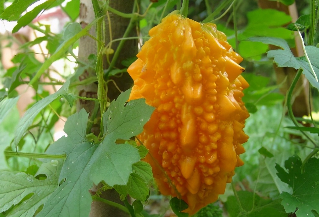 癞葡萄是苦瓜吗,癞葡萄可以当成苦瓜吗