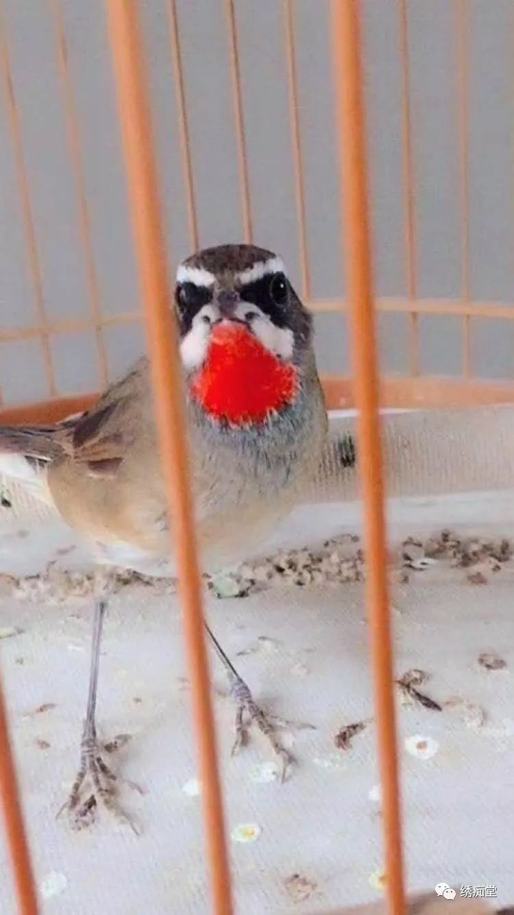 养靛颏用方笼好还是圆笼好,红点颏晚上闹笼