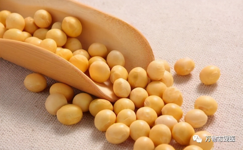 养鹦鹉注意事项和必备用品,养宠的危害