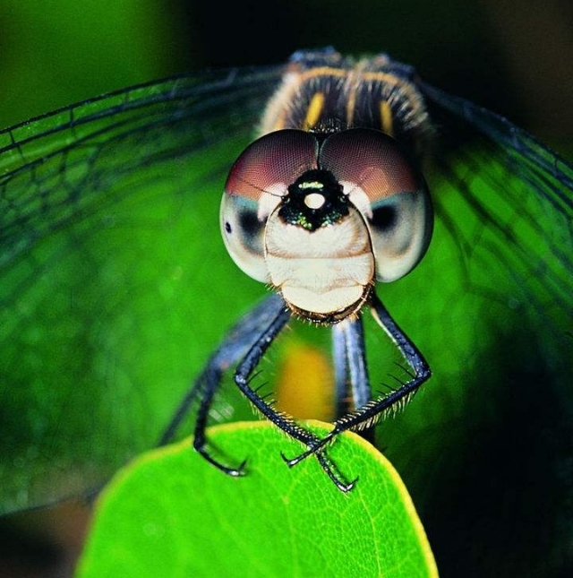 大规模蜻蜓出现什么现象,蜻蜓突然变多低空飞行是什么征兆