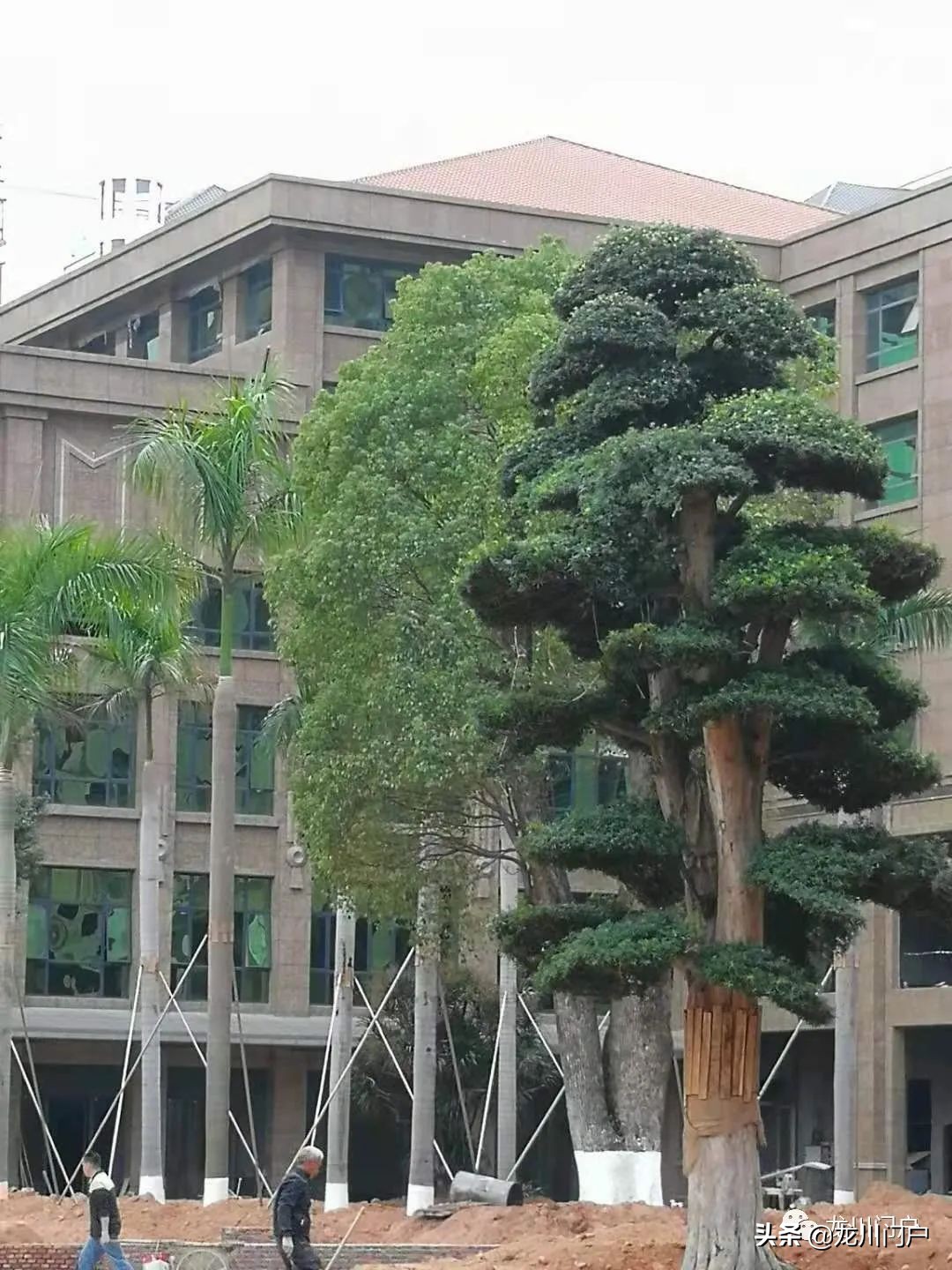 这样的龙川你会喜欢吗？你期待将来是什么样子？