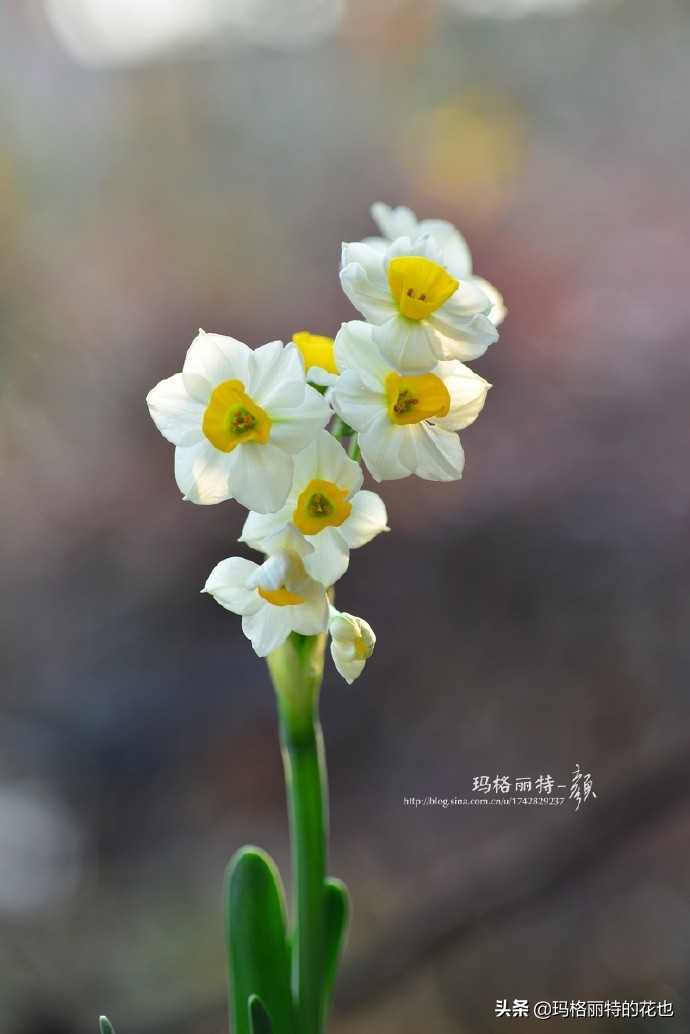 历史悠久的十大名花（海量美图），你选哪个做国花？