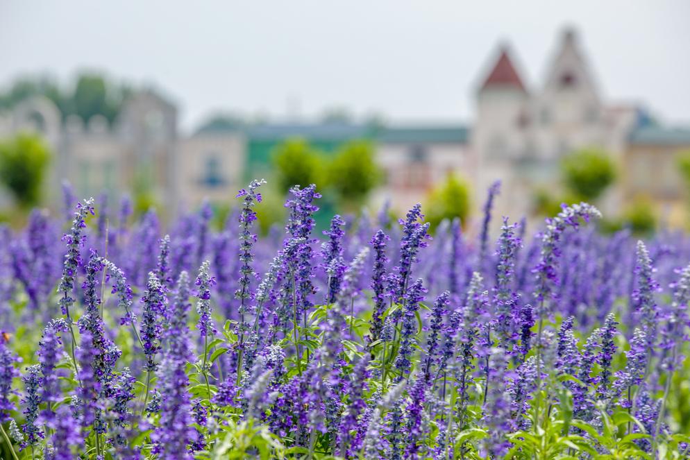 在济南花式避暑，一见“清”心！只需一瞥，便足以把酷夏原谅…