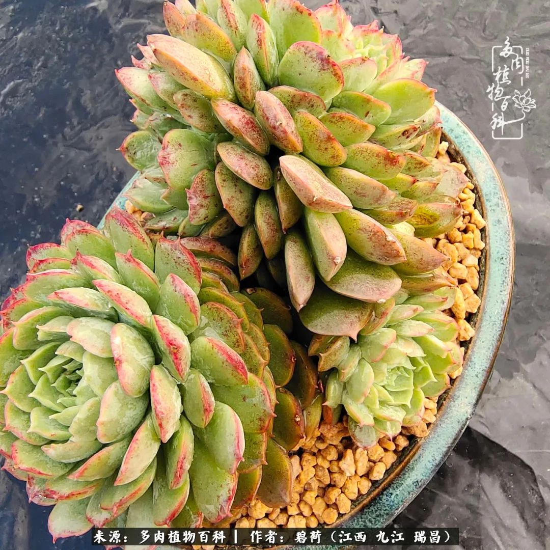 养了五年的多肉看到岁月的痕迹,经过一年春夏秋冬的轮回