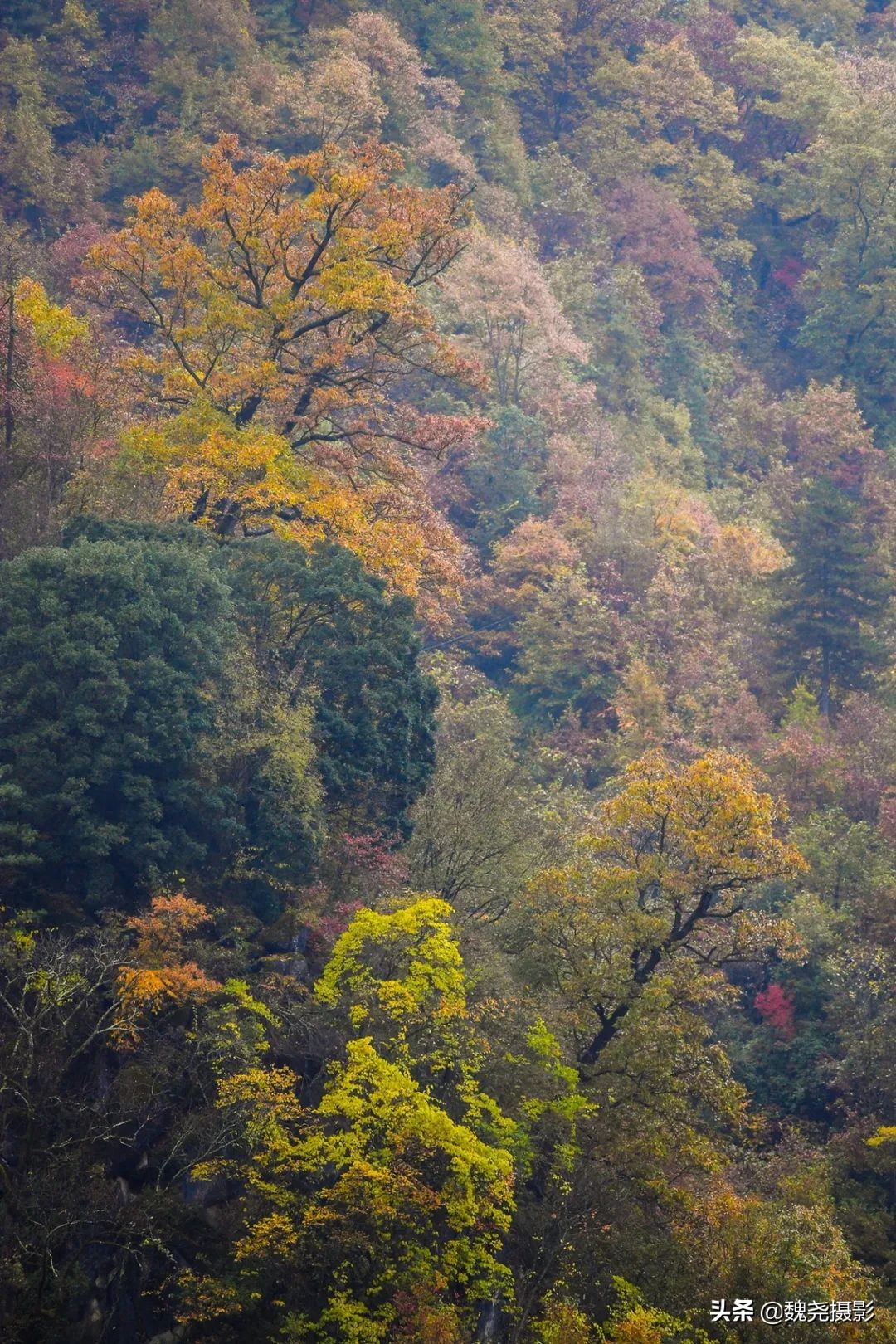 留坝秦岭之夜,留坝秦岭森林公园