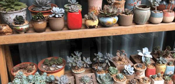 峨眉山下民宿推荐网红,峨眉山下避暑的民宿