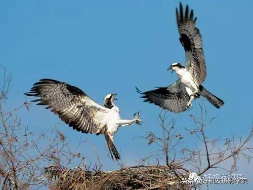慢速拍鸟的技巧,90d拍鸟技巧