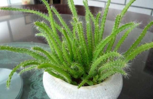 吃剩的水果种子种盆栽,吃剩下的种子种盆栽