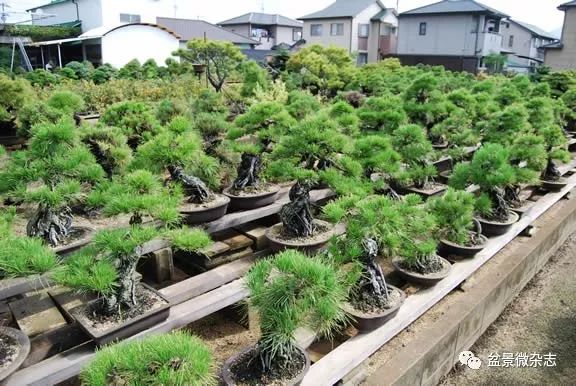 开盆景园是否赚钱,开一个盆景店赚钱吗现在