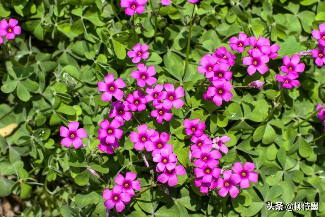 三叶草怎样拍摄,三叶草拍摄教程