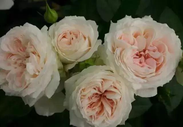 4000种不一样的玫瑰品种大全,100种玫瑰品种图鉴大全