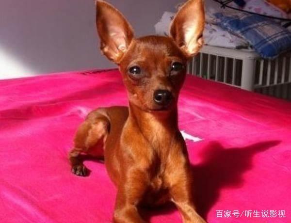 双鱼座狗狗性格特点,狗狗性格特点分析