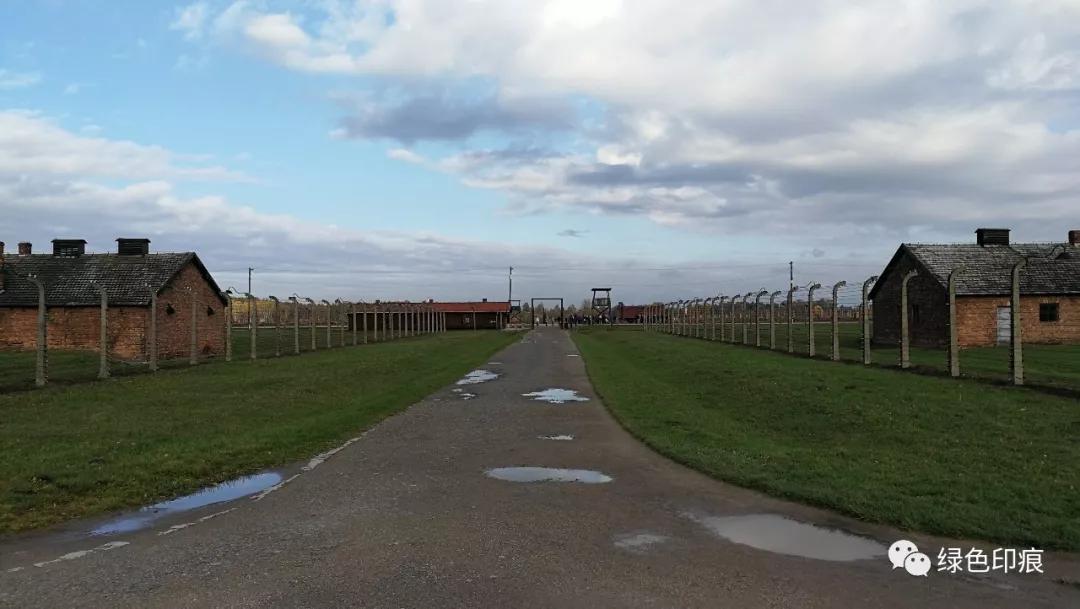 奥斯维辛集中营旅游,奥斯维辛集中营雏菊