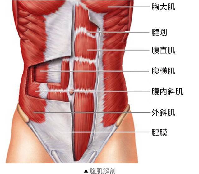 腹肌不对称可以用哪几个健体动作,一个动作让你的腹肌更明显