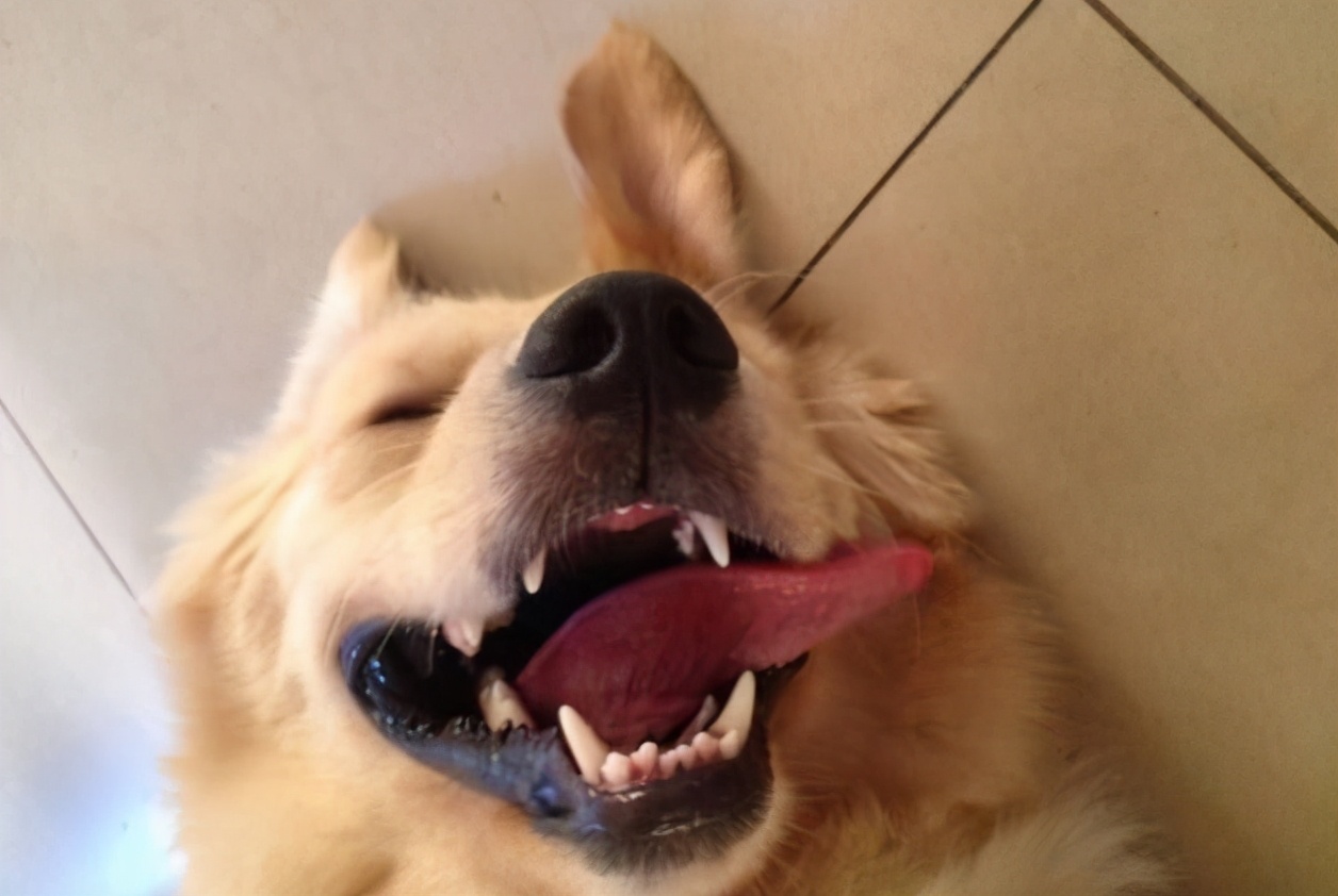 有什么防暑小妙招,狗狗防暑小常识