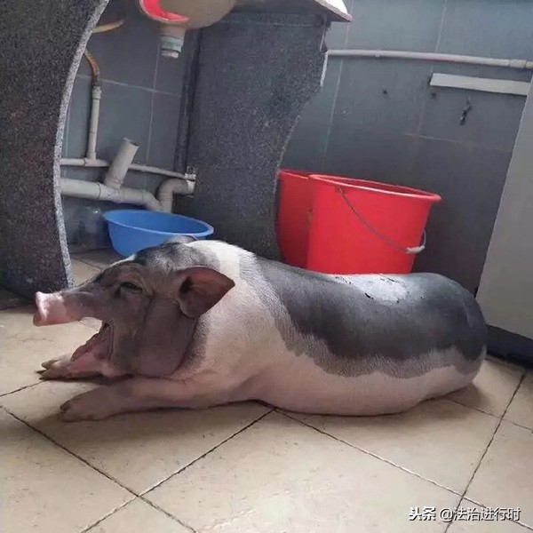 大学宿舍养猪被通报,宿舍养猪被学校批评