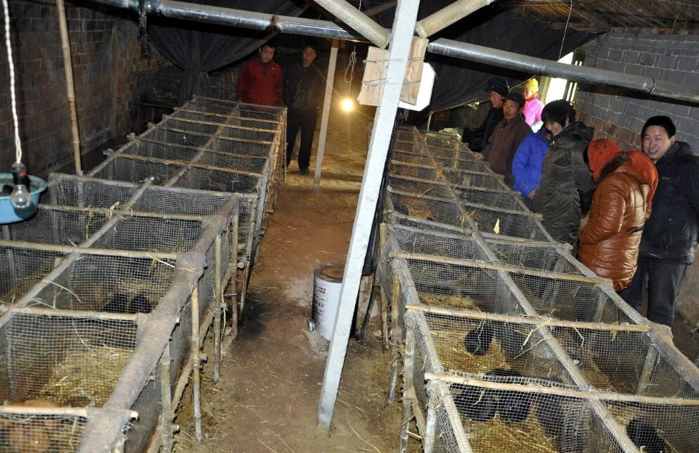 养殖荷兰猪一般多少钱一只,荷兰猪饲养需要多少钱