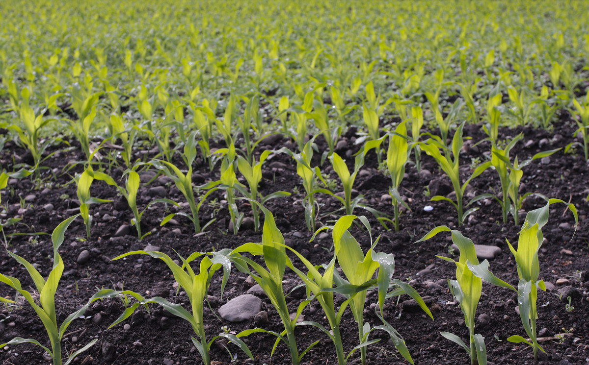 玉米出现大小苗，从这四点入手解决！