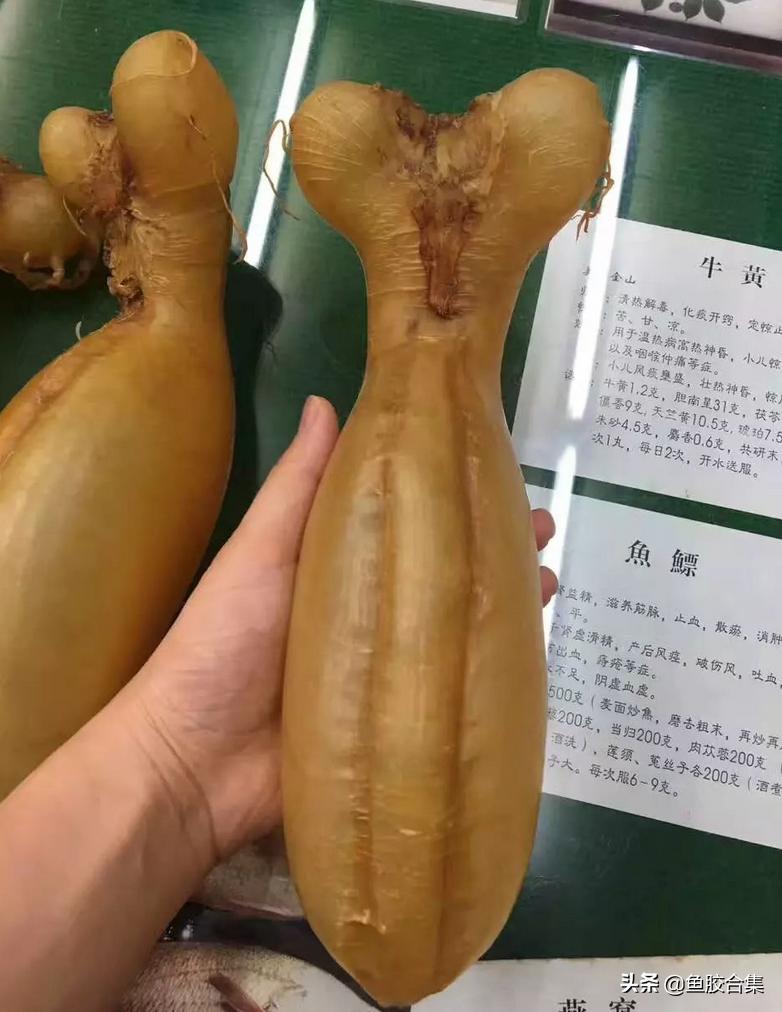 蜘蛛胶和什么鱼胶口感相似,花胶蜘蛛胶是什么鱼的胶