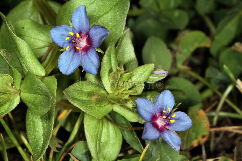 生日鲜花用哪几种花,代表友谊长存和生日快乐花语的花