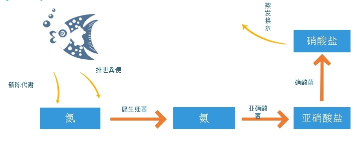 热带鱼鱼缸怎么养硝化细菌,观赏鱼硝化细菌怎么培养