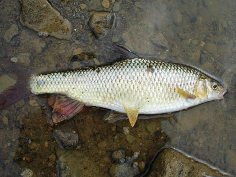 盘车冲钓赤尾,盘车冲钓青尾鲴