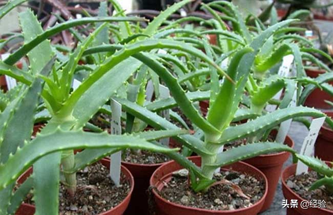 木立芦荟的养殖方法,木立芦荟医疗价值