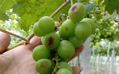 葡萄日灼和气灼的用什么药好,葡萄气灼和日灼是什么意思