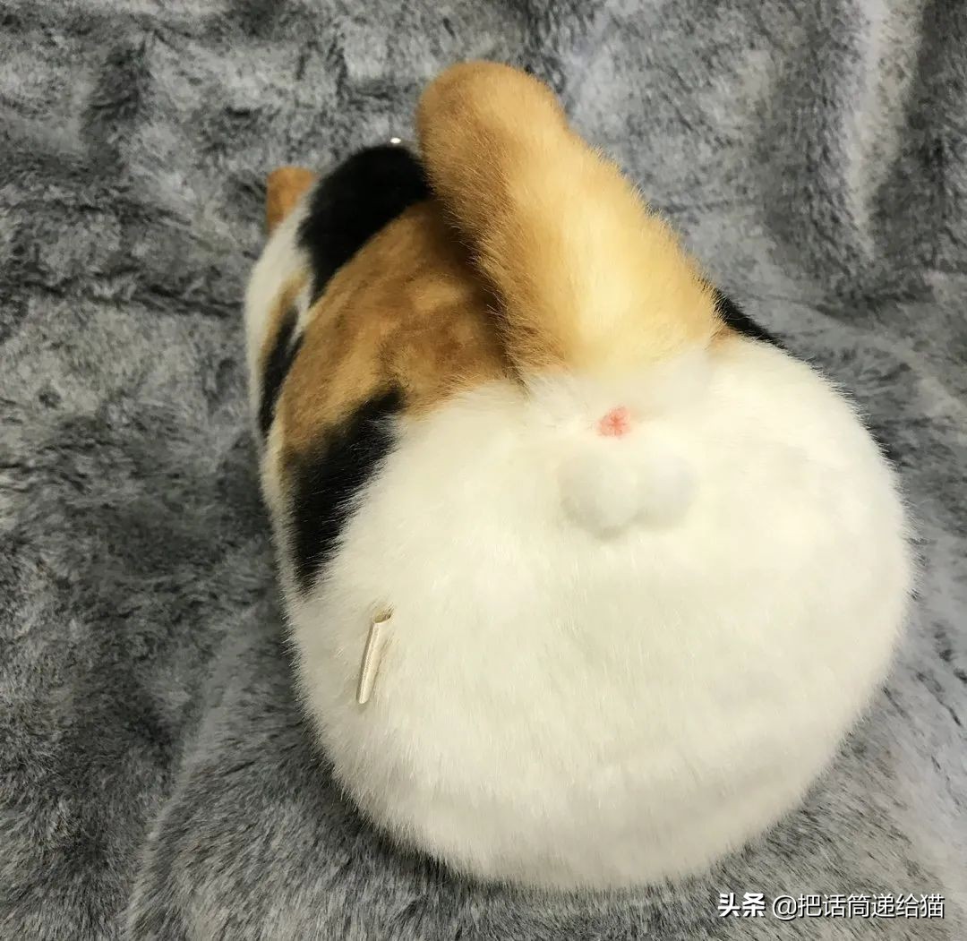 日本网红猫包,日本网红猫咪包